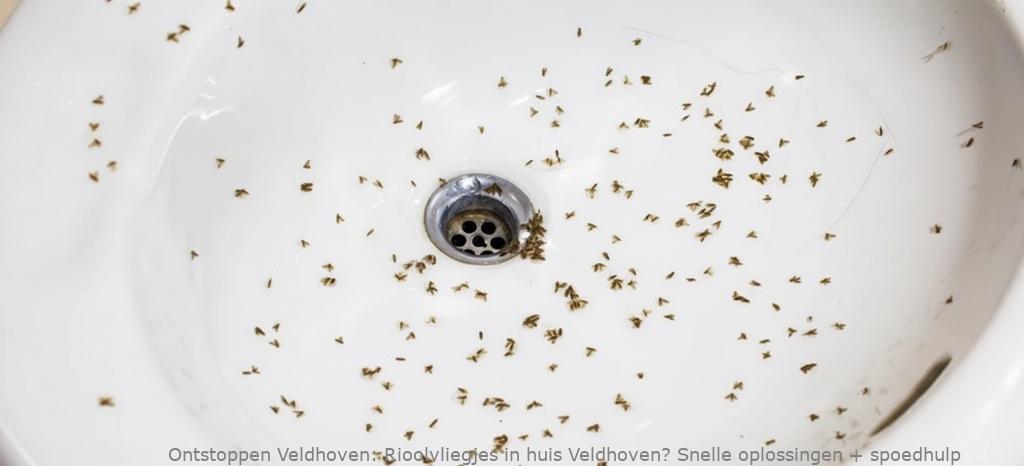 Rioolvliegjes in huis Veldhoven? Snelle oplossingen + spoedhulp